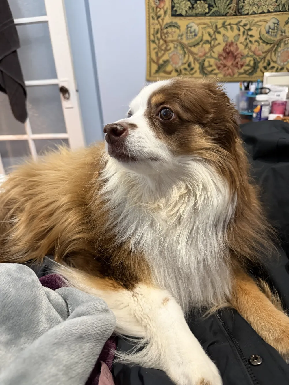 Ethel, a fluffy brown and white dog, sitting alert on the couch
